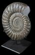 Paracoroniceras Ammonite On Metal Stand - England #62649-2